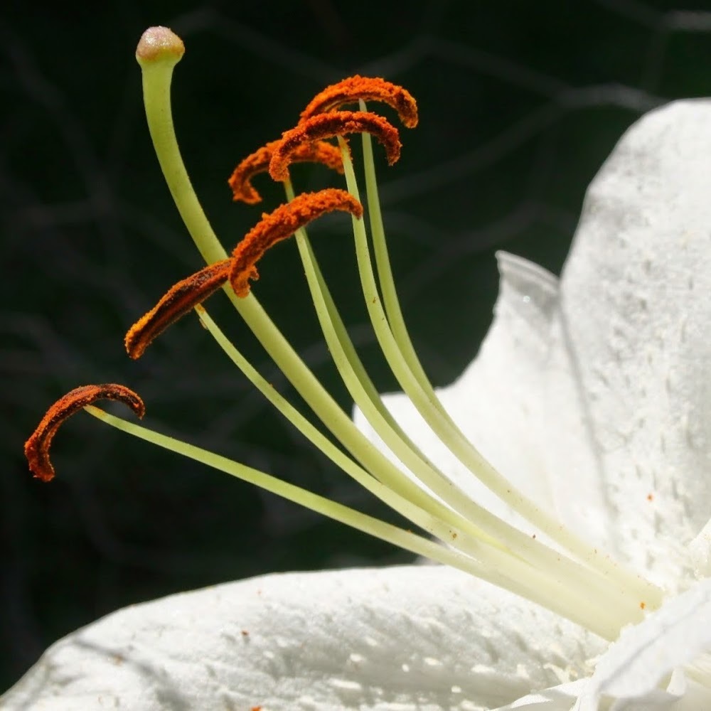 Meet your Posher, Poo Wisdom